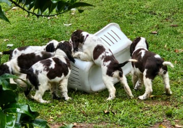 Available Now ENGLISH SPRINGER SPANIEL PUPPIES! Available Now ENGLISH SPRINGER SPANIEL PUPPIES!