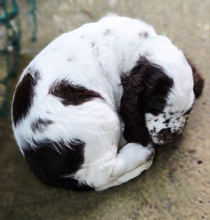 Available Now 12 WEEK OLD ENGLISH SPRINGER SPANIEL PUPPIES - SUPREME CHAMPION PARENTS!