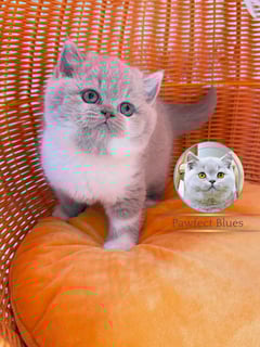 Available Now Pawfect Blues - Kitten Available