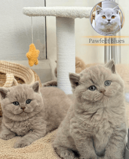 Available Now Pawfect Blues - Kitten Available Available Now Pawfect Blues - Kitten Available