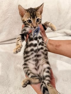 Available Now Brown Spotted Bengal