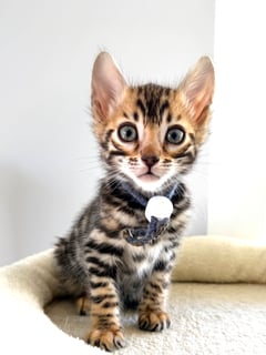 Available Now Brown Spotted Bengals - Males