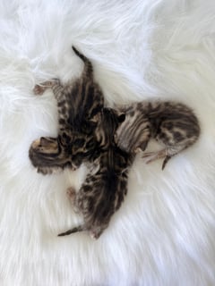 Available Now Brown Spotted Bengals - Arriving Soon Available Now Brown Spotted Bengals - Arriving Soon