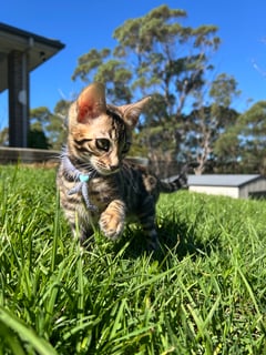 Available Now Brown Spotted Bengal - Female