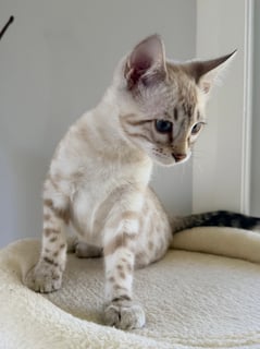 Available Now Seal Lynx Point Bengal - Female