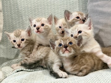 Available Now Seal Lynx Point Bengals Available Now Seal Lynx Point Bengals