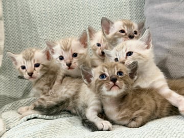 Available Now Seal Lynx Point Bengal - Two males & Four females Available Now Seal Lynx Point Bengal - Two males & Four females