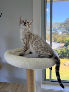 Available Now Seal Lynx Point Bengal - Male