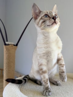 Available Now Seal Lynx Point Bengal - Female Available Now Seal Lynx Point Bengal - Female