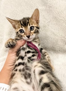 Available Now Brown Spotted Bengal