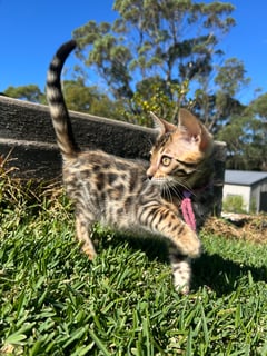 Available Now Brown Spotted Bengal - Male