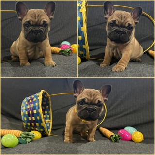 Girl - Yellow collar Available Soon Fawn Female French Bulldog Puppies