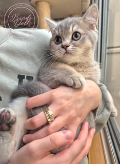 Available Now Purebred Pedigree Scottish Shorthair kittens Available Now Purebred Pedigree Scottish Shorthair kittens
