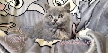 Available Now Purebred Pedigree Scottish Shorthair kittens Available Now Purebred Pedigree Scottish Shorthair kittens