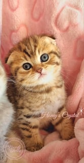 Scottish fold Female Available Now Purebred Pedigree Scottish fold/ Scottish Shorthair kittens