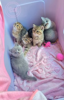 Available Now Purebred Pedigree Scottish fold/ Scottish Shorthair kittens 