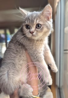 Available Now Purebred Pedigree Scottish Shorthair kittens 