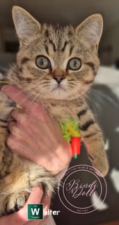 Available Now Purebred Pedigree Scottish Shorthair kitten 