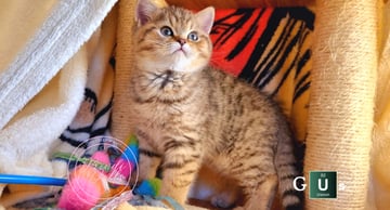 Available Now Purebred Pedigree Scottish fold/ Scottish Shorthair kittens 