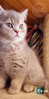Available Now Purebred Pedigree Scottish Shorthair kittens 