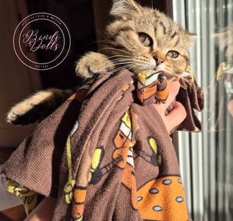 Available Now Purebred Pedigree Scottish Shorthair kittens 