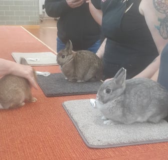 Available Now Netherland dwarf Does