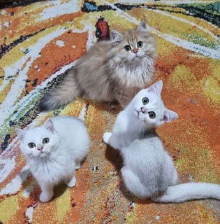 Available Now British Shorthair kittens ready for you 