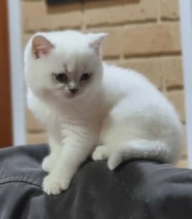 Available Now British Short & longhair kittens ready for you to view