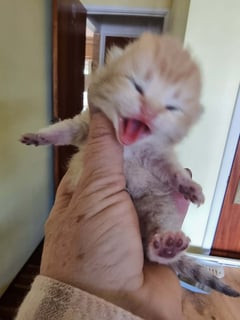 Available Now British Shorthair kittens ready for you 