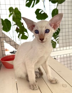 Available Soon Siamese Kitten 4 Months