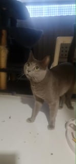 Available Now Russian Blue Champion – Retired Stud Seeking a Loving Forever Home 