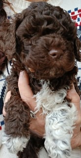 Available Now Lagotto Romagnolo puppies