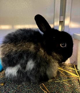 For Adoption Blackjack - Cashmere Lop Rabbit