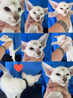 Available Now Caramel Tabby Point Siamese Kitten