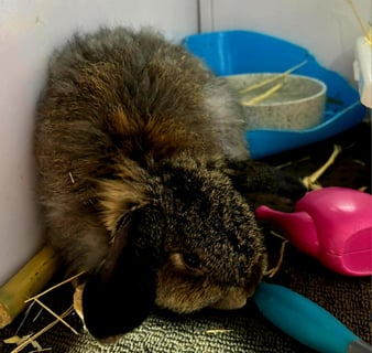 For Adoption Chips - Cashmere Lop Rabbit