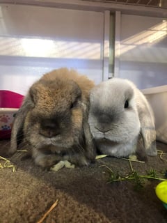 For Adoption Caramel and Snowy - Cashmere Lop