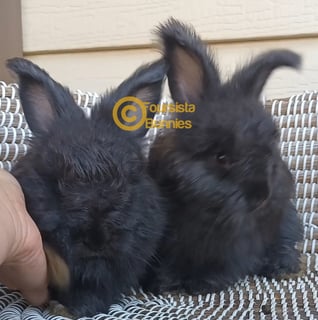 Available Soon EOI 2 Purebred English Angora baby rabbits bunnies 