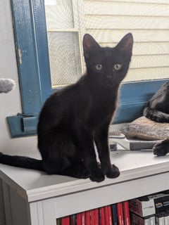 For Adoption Batty Moo - Thoughtful and Goofy