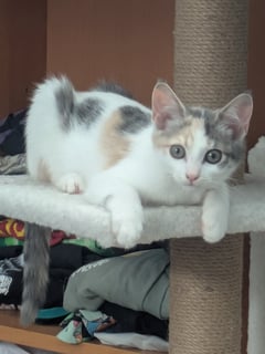 For Adoption Bilby Moo - Special Project