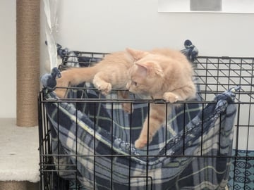 For Adoption Possum Moo - Action Companion