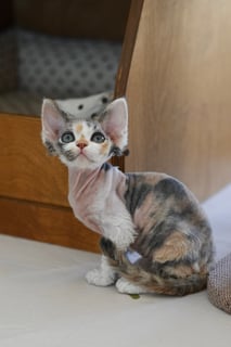 Available Now Pedigree Devon Rex Kittens