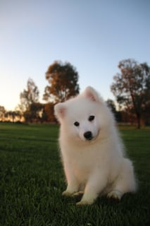 Available Now Japanese Spitz Puppies Available Now Japanese Spitz Puppies