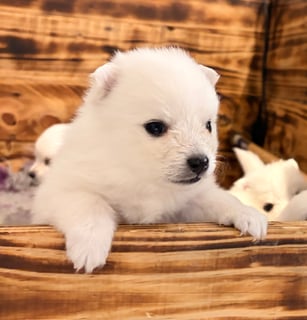 Available Soon Japanese Spitz Puppies