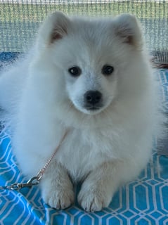 Available Now Japanese Spitz Puppies