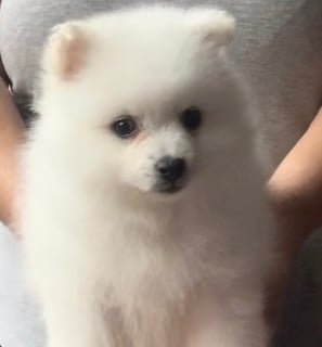 Available Soon Japanese Spitz Puppies Available Soon Japanese Spitz Puppies
