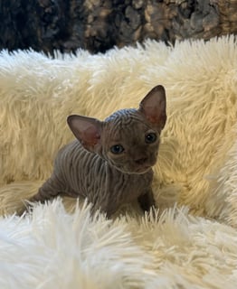 Available Soon Hand Raised Blue Pedigree Sphynx Girl