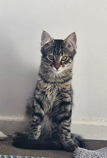 For Adoption Dasher - Funny and Smart Girl