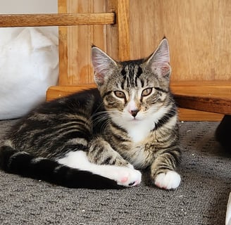 For Adoption Rikki - The Full Package