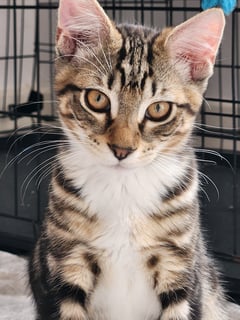 For Adoption Adey - Soccer Mad Kitten