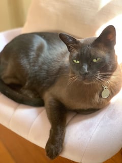 For Adoption Roast Beef - Charming Boy